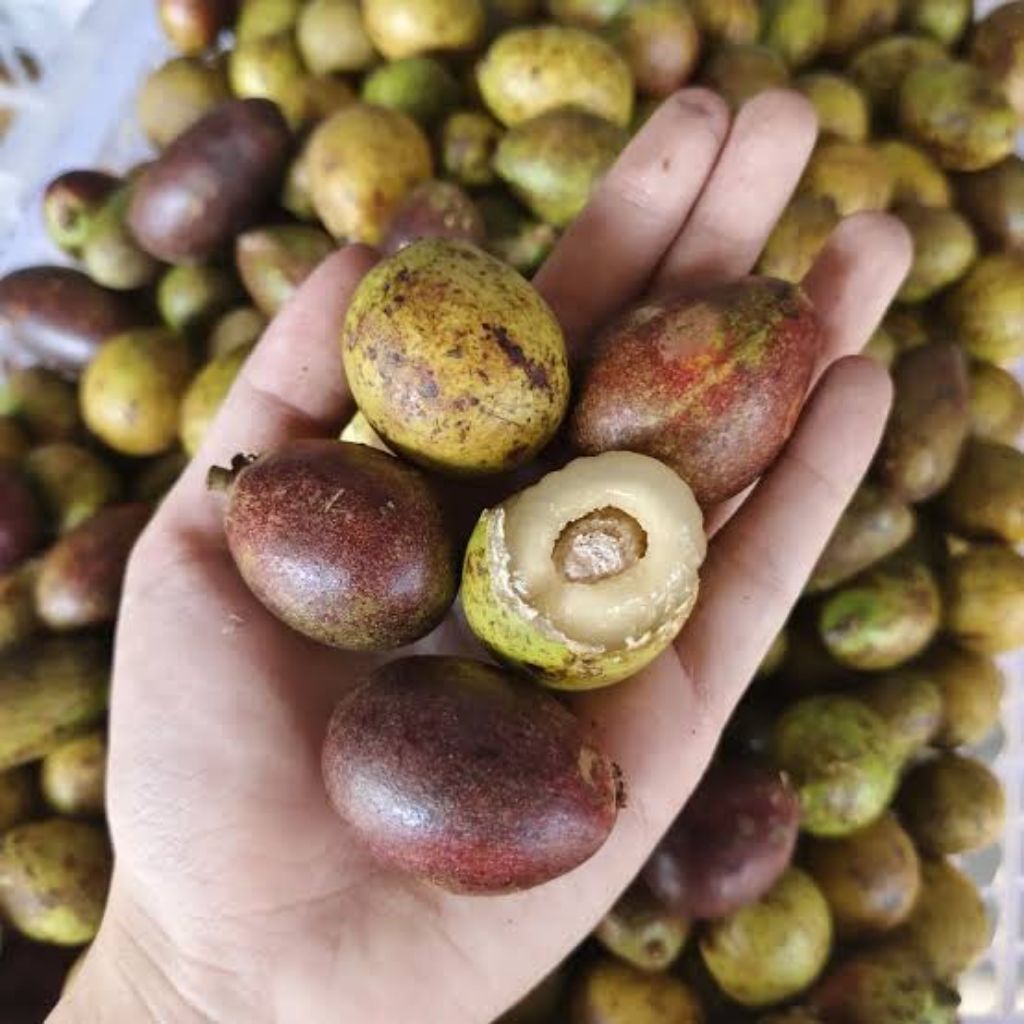 Matoa super / Matoa buah langka / matoa manis fresh
