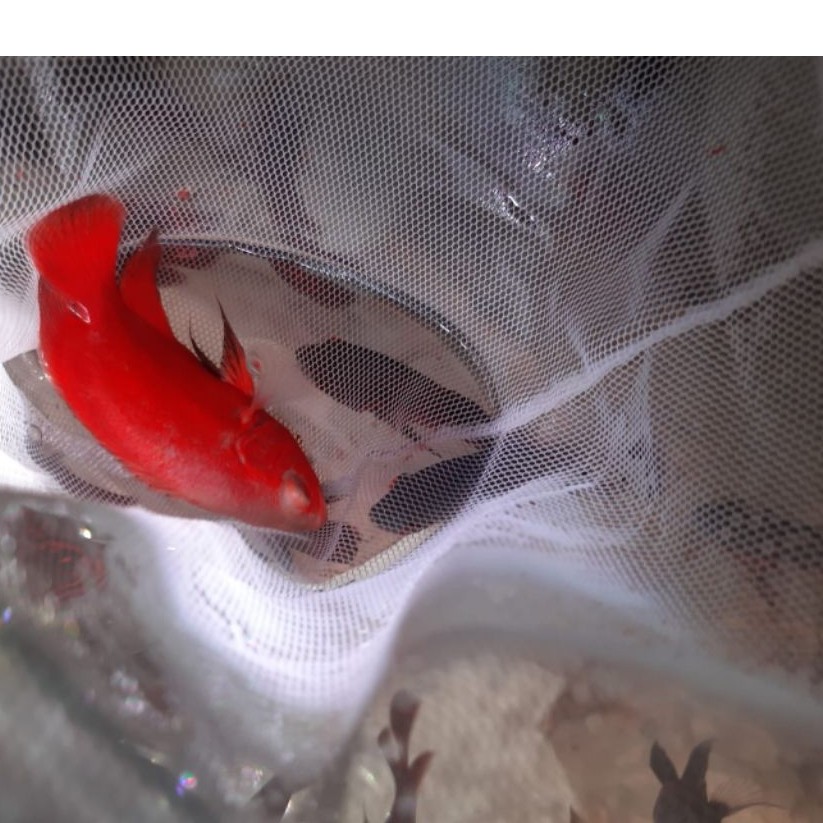 Oscar red chili ori thailand , size 7 - 8 cm