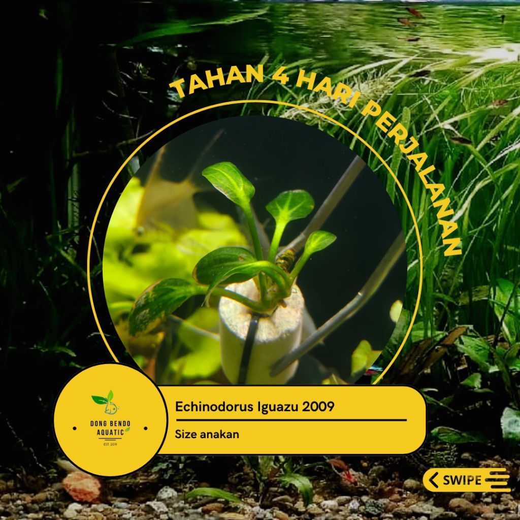 Echinodorus Iguazu 2009 / Tanaman aquascape