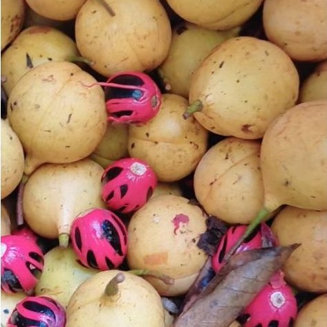 BUAH PALA SEGAR