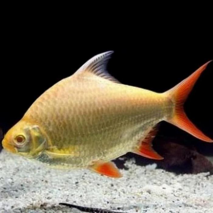 IKAN KAVIAT ALBINO UKURAN ( 15CM ) TENGMET IKAN PREDATOR