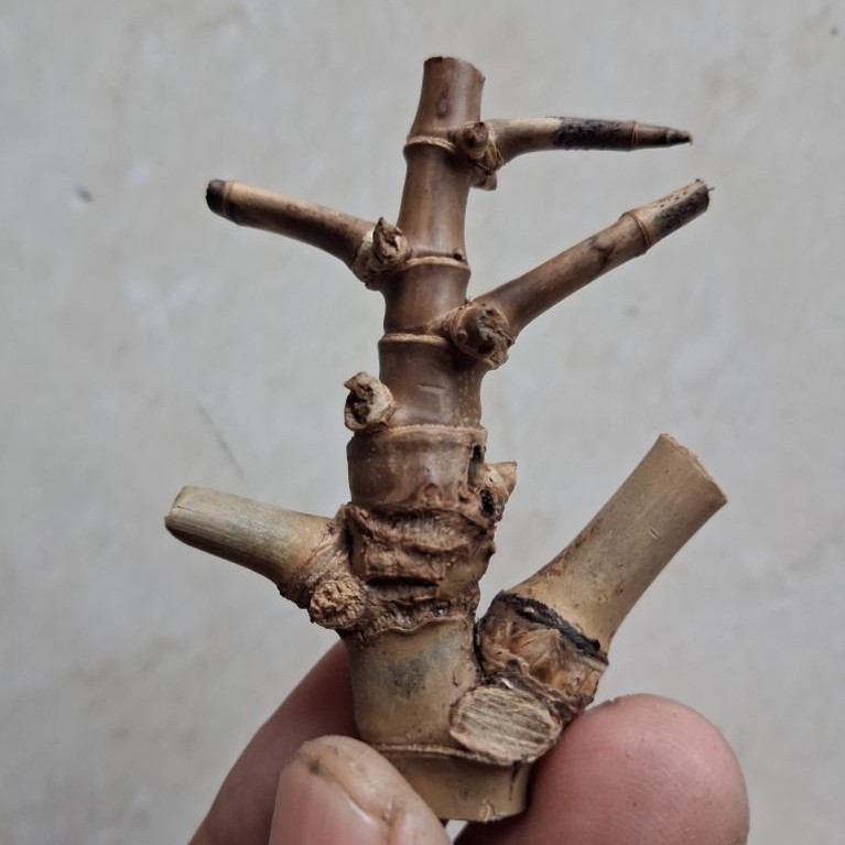 BAMBU UNIK COMBONG TEMBUS RUAS PENDEK ORI ISTIMEWA BOS