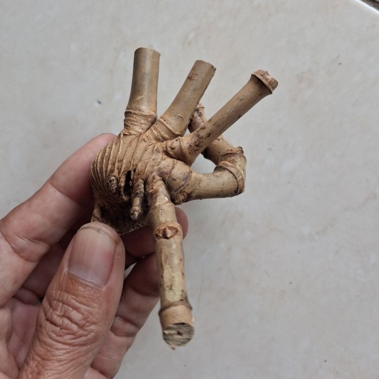 BAMBU UNIK COMBONG TEMBUS NOGO SATRU RUAS PENDEK ORI ISTIMEWA