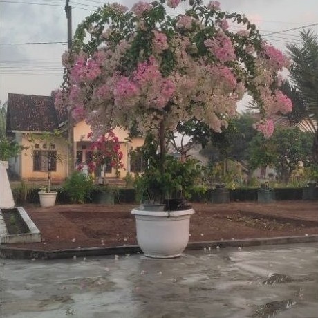 Bougenville Bengawan Solo ORI spek Taman
