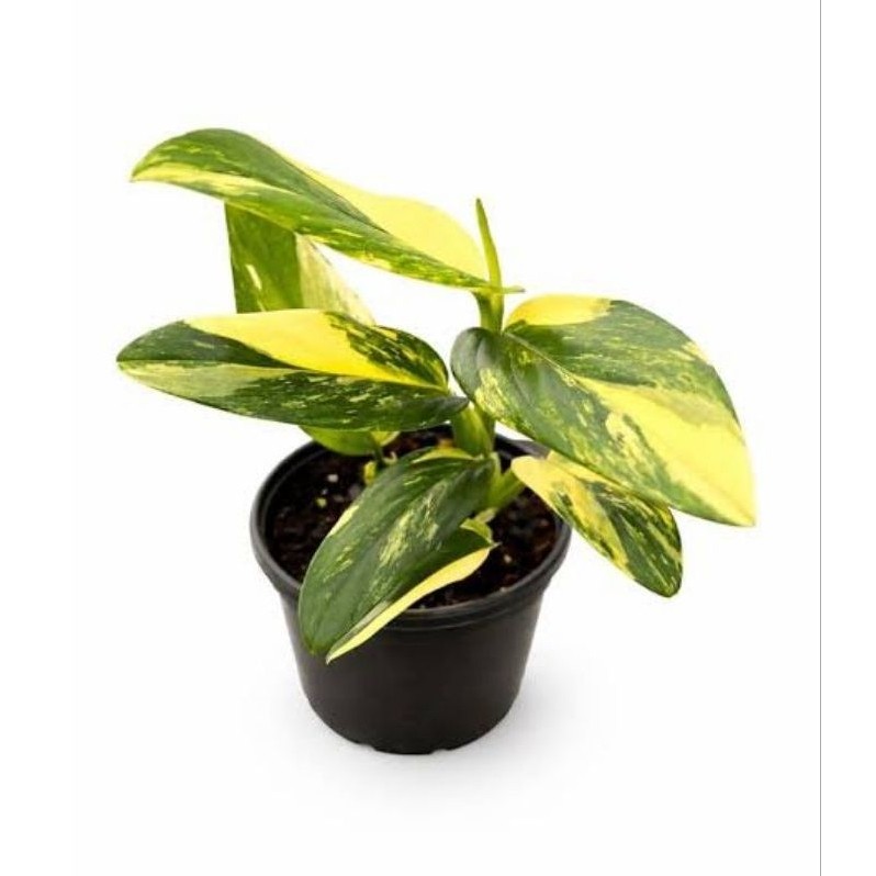 Monstera standleyana varigata kuning