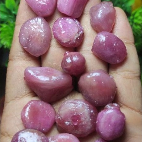 Bahan Ruby pigeon