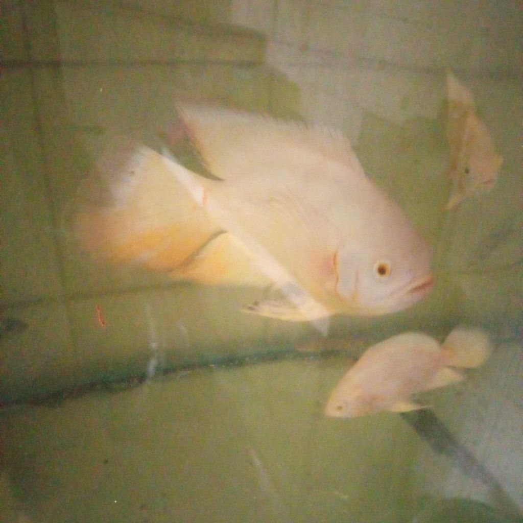 IKAN OSCAR ALBINO SLAYER TANKMATE PREDATOR