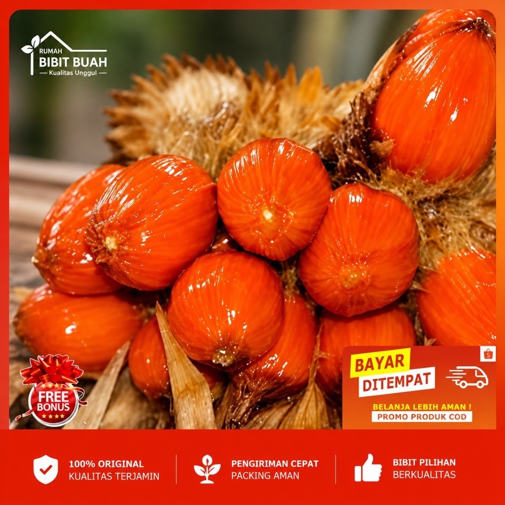 Bibit cempedak merah king