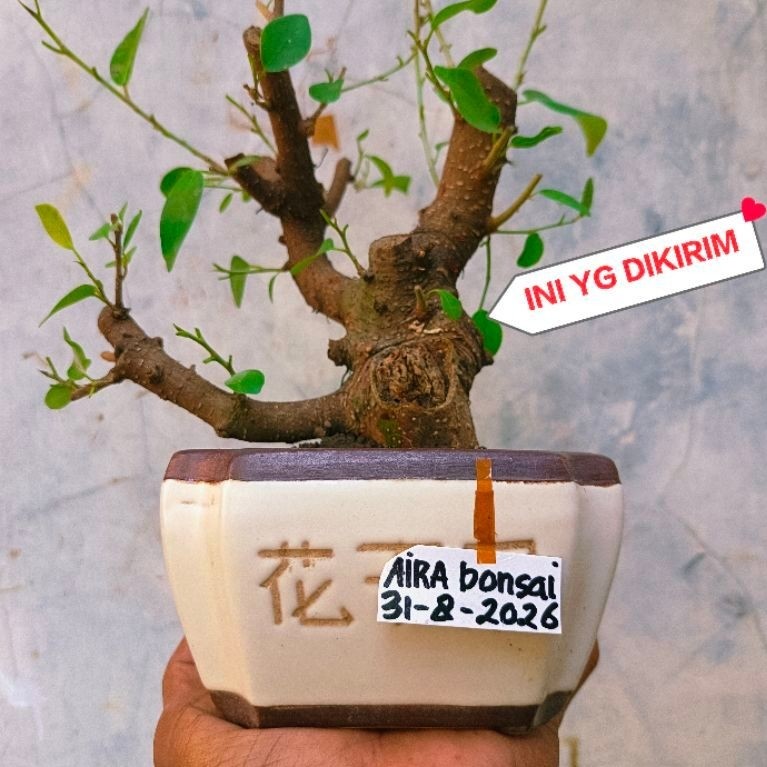 bahan bonsai iprik pucuk merah