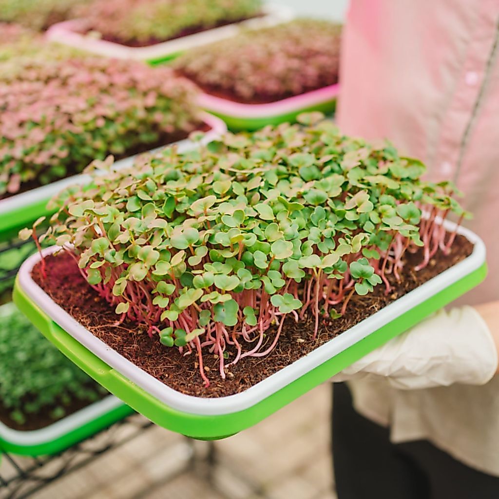 Microgreens (Pack)