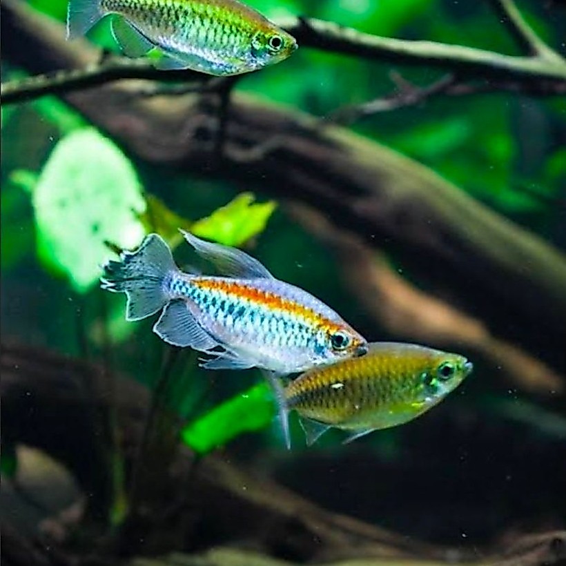 Hiasan dekorasi Congo Tetra ( size 4-6cm ) - Hiasan Rainbow congo tetra