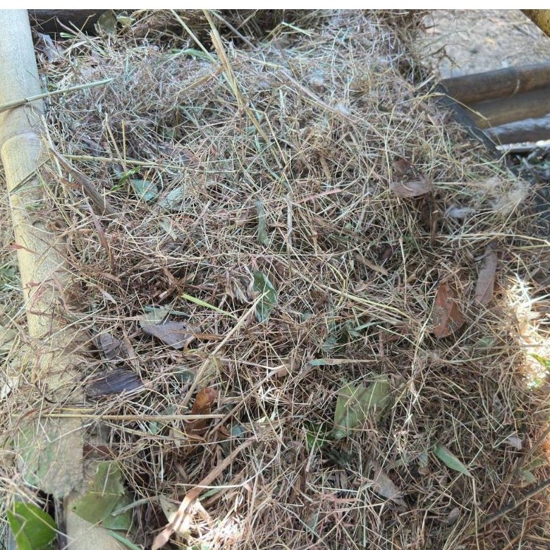 Rumput kering untuk pakan sapi dan kambing 3 kg