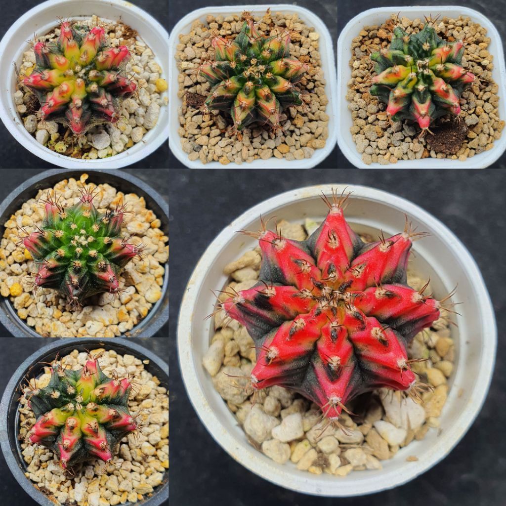 Kaktus Gymnocalycium id "Multicolor" (Gymnocalycium mihanovichii)
