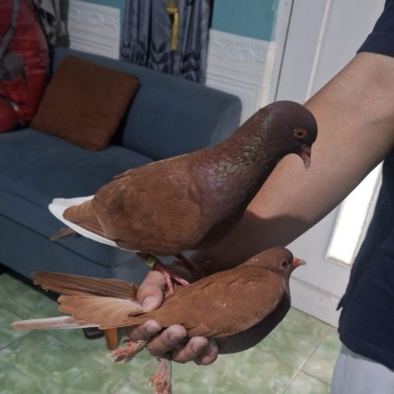 burung dara merpati kolong