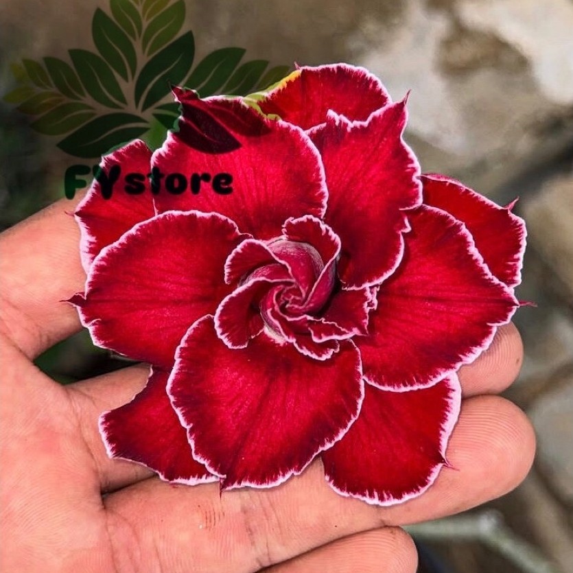Adenium Kamboja jepang Merah cantik - kamboja jepang merah