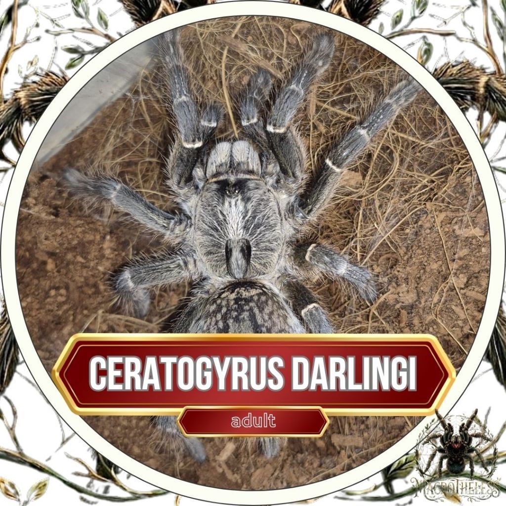 Ceratogyrus darlingi [adult] - Tarantula