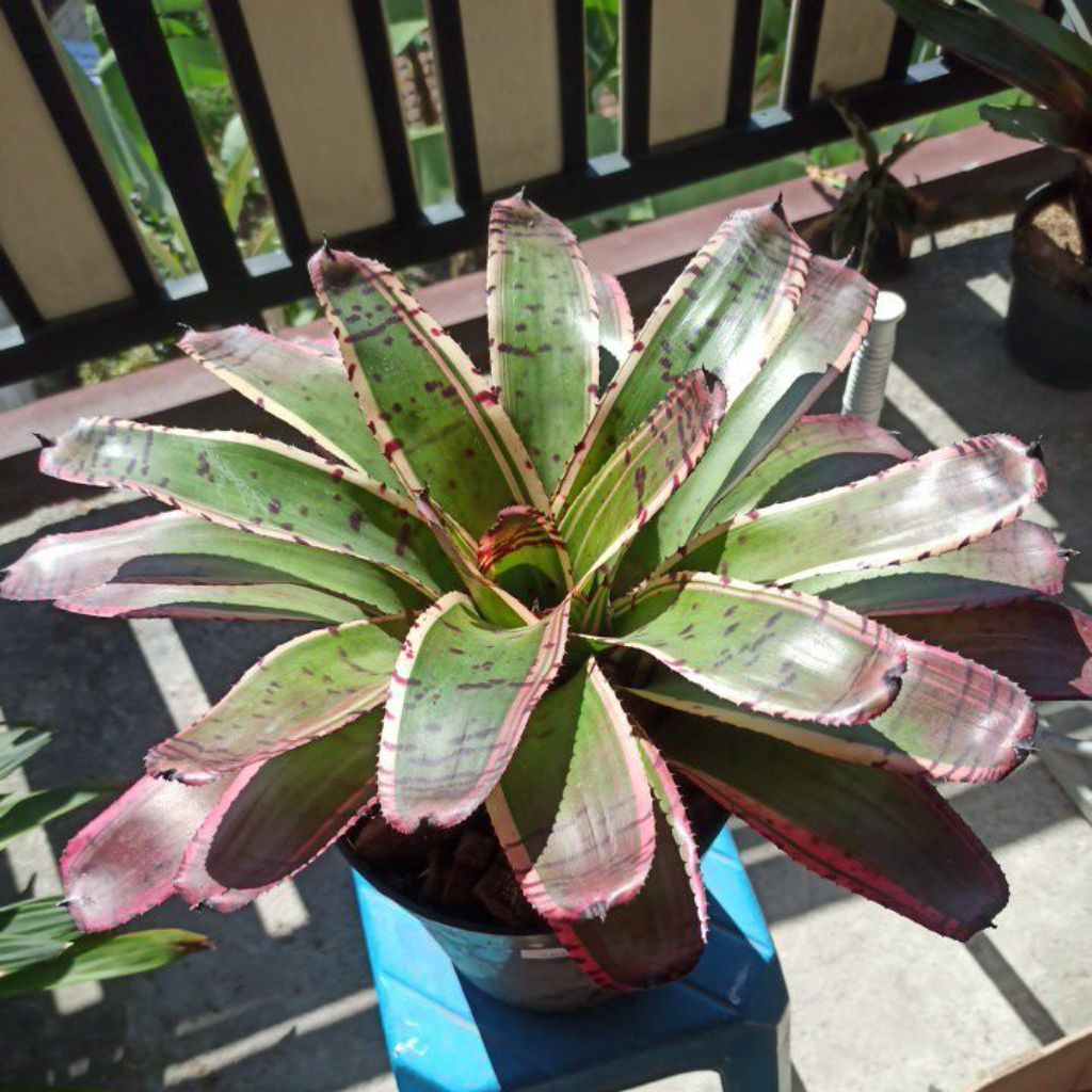 Bromelia Snake Charmer