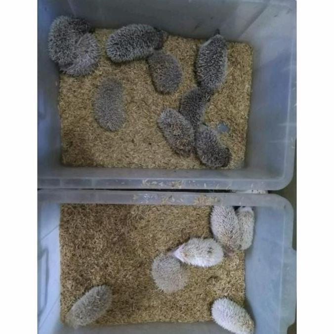 Landak mini anakan berbagai jenis warna