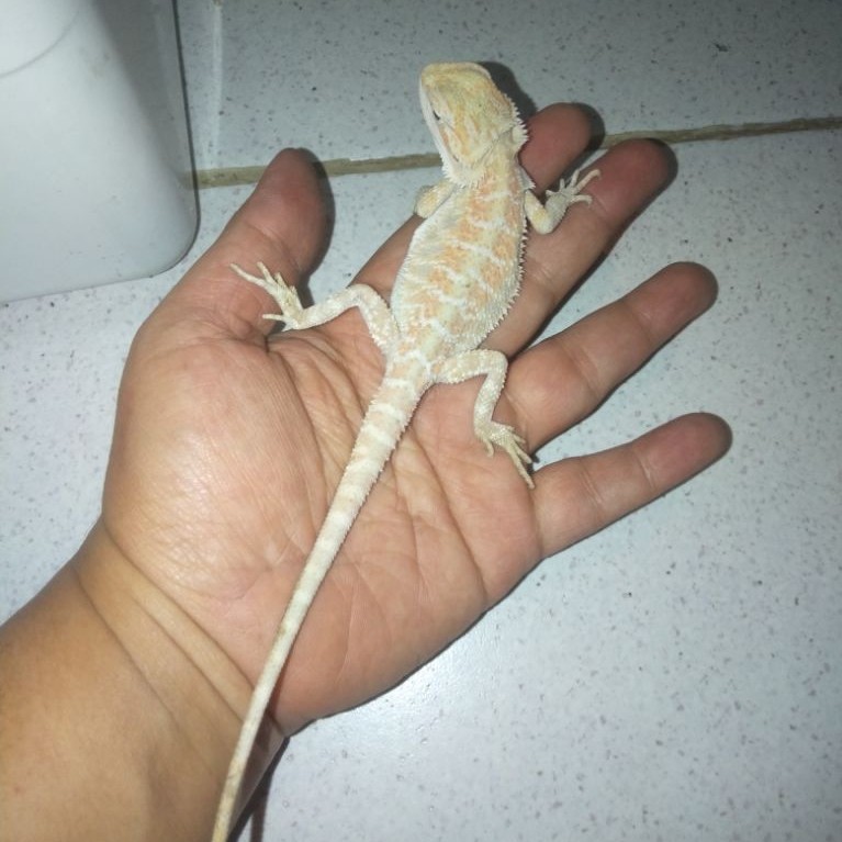 HIASAN AQUARIUM KADAL GURUN AUSTRALIA(BD)
