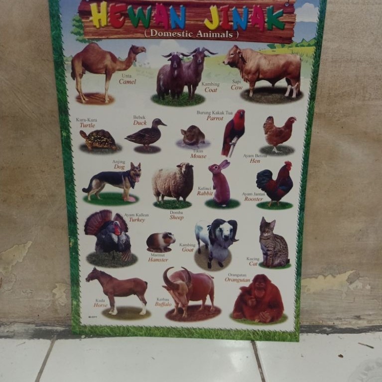 poster Hewan Jinak Domestik Animals