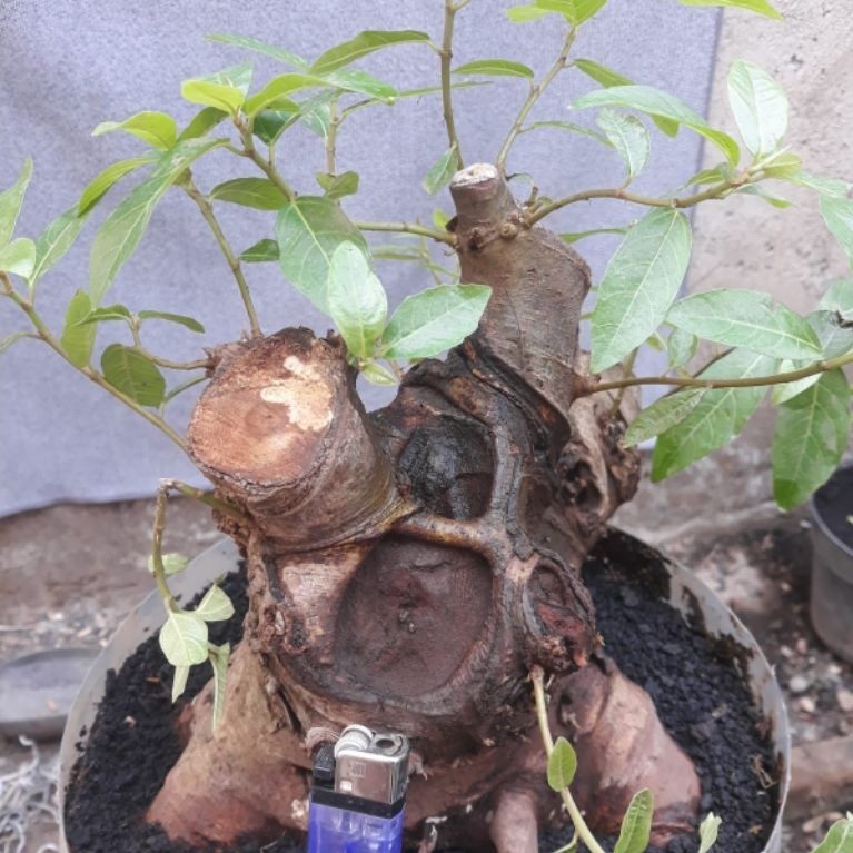 Bonsai Bahan Loa Bogel 2 Sesuai Foto