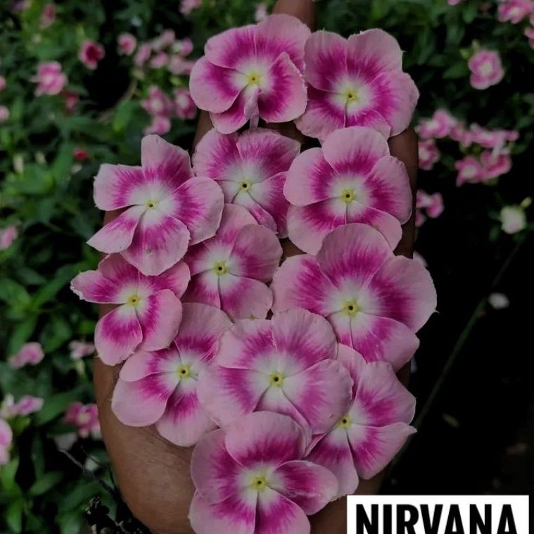 Benih Vinca Juntai Nirvana Ring Hallo