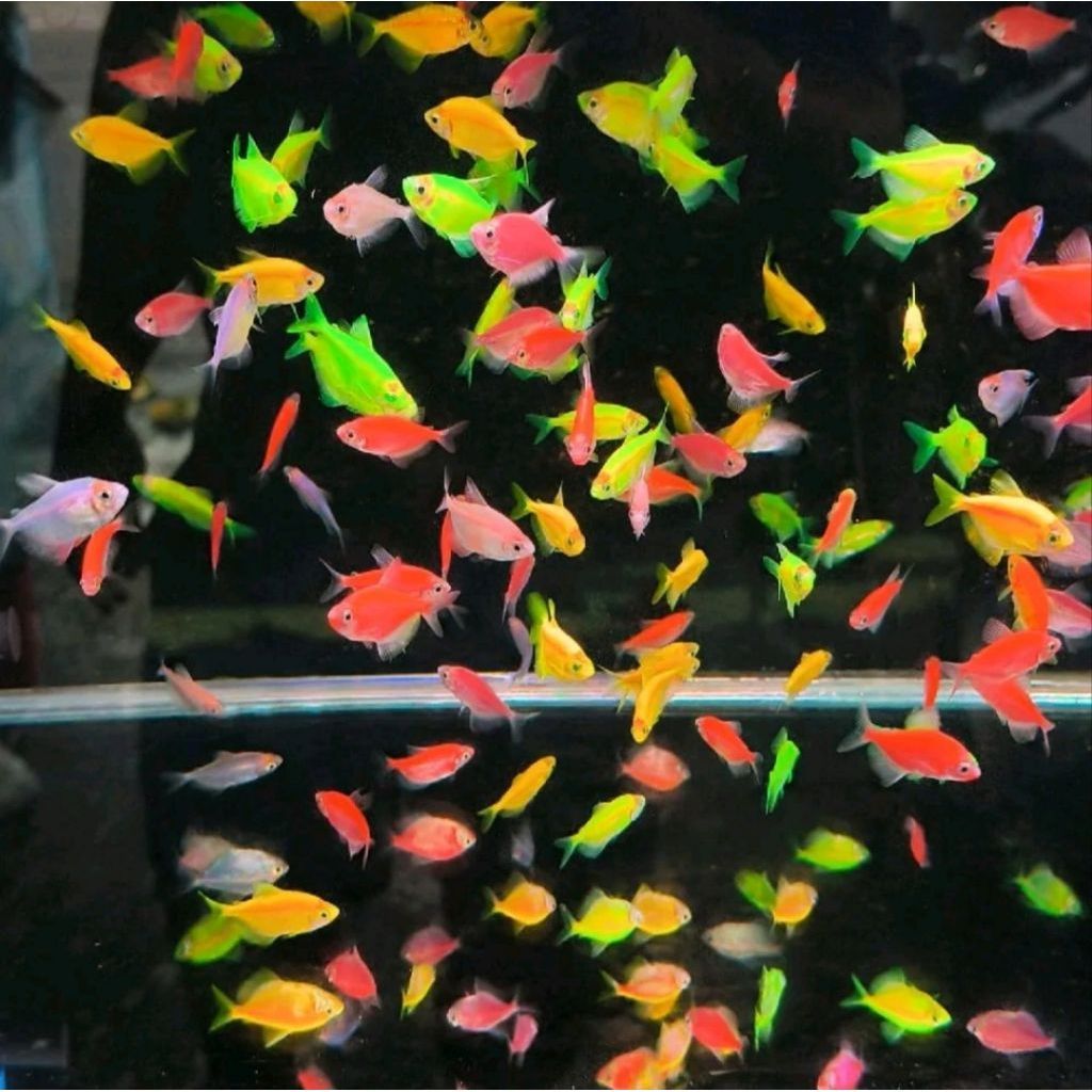 Warna warni Tetra isi glofish isi 5