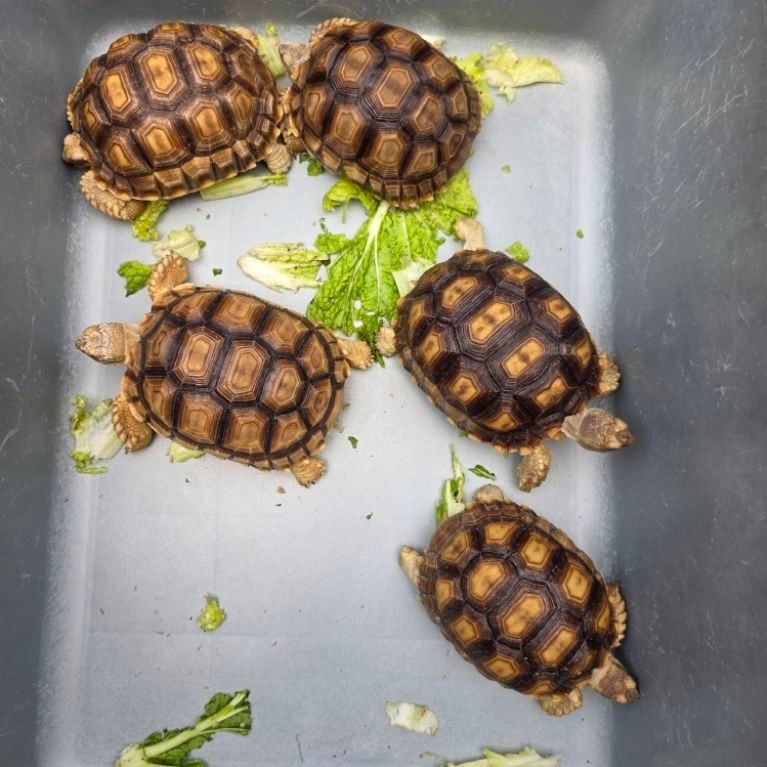 Sulcata 12-14cm