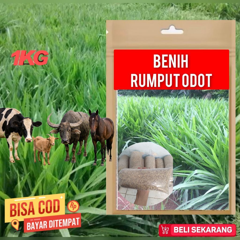 Benih ODOT KOLONJONO 1Kg RUMPUT GAJAH Rumput Odot