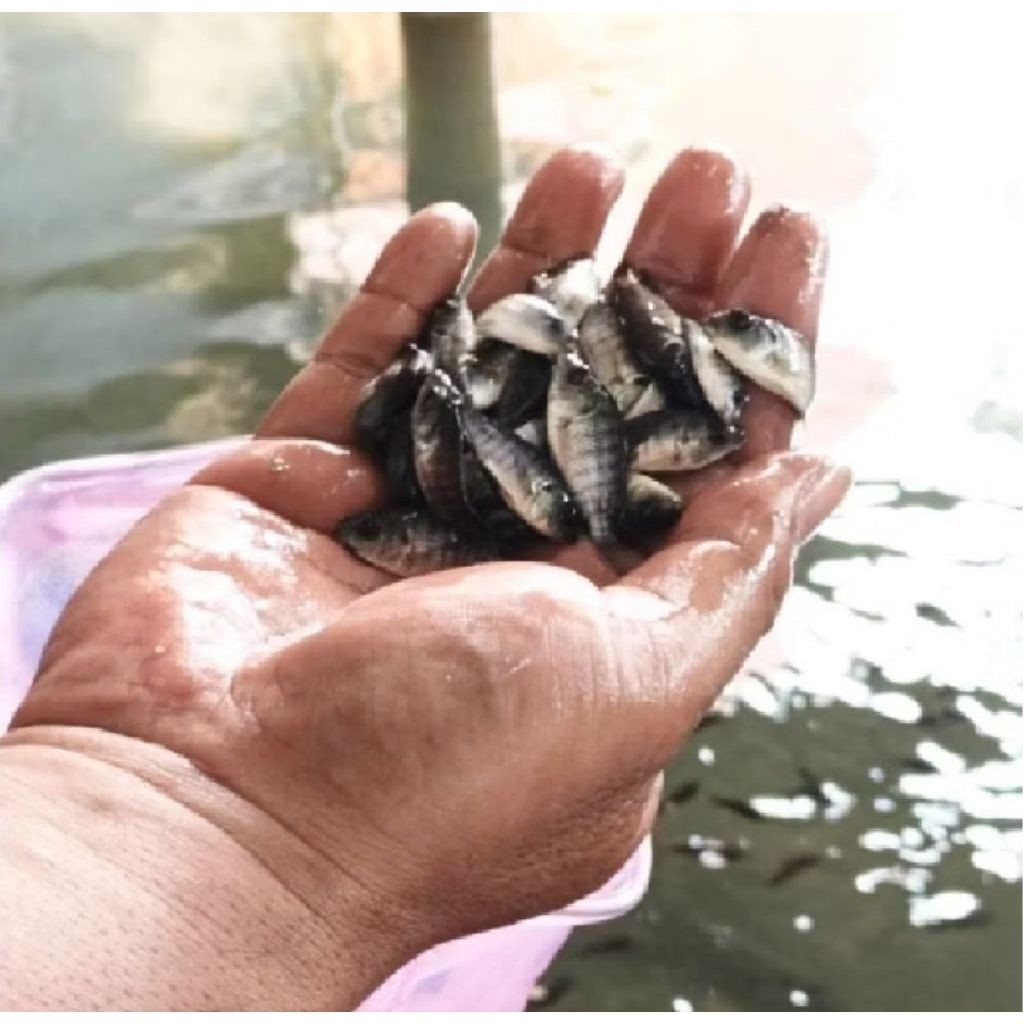 bibit ikan mujair 2-3cm