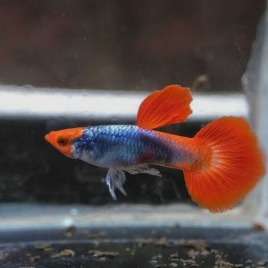 hiasan guppy prtde koi