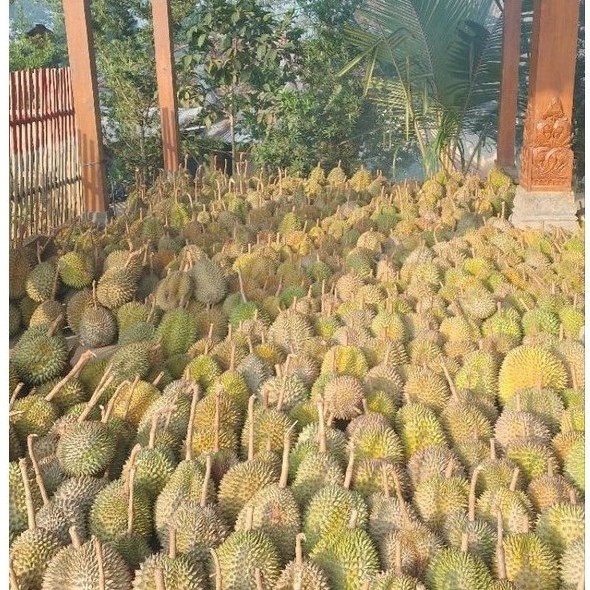 Durian utuh Besar