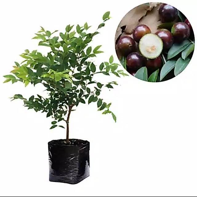 Bibit tanaman buah anggur brazil / bibit pohon anggur brazil / anggur brazil / bibit anggur brazil