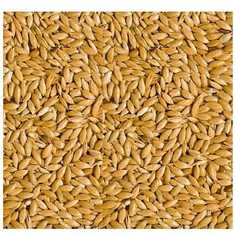 Canary seed