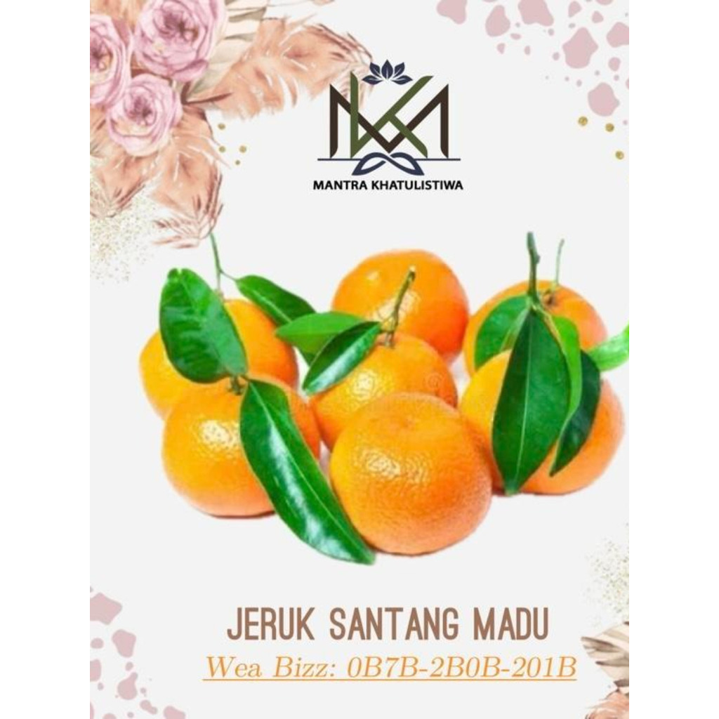 JERUK SANTANG MADU FRESH JERUK SANTANG IMPORT Buah