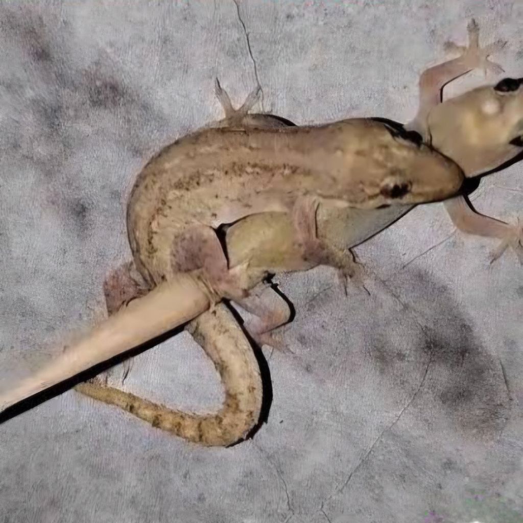 5 CICAK HIDUP UNTUK PAKAN IKAN, REPTIL, UMPAN PANCING, DLL PACKING AMAN COD PRE ORDER