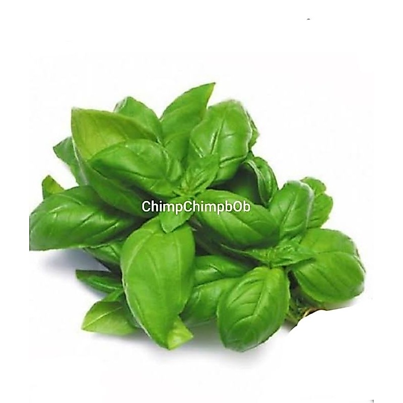 DAUN BASIL SEGAR / FRESH BASIL HERB