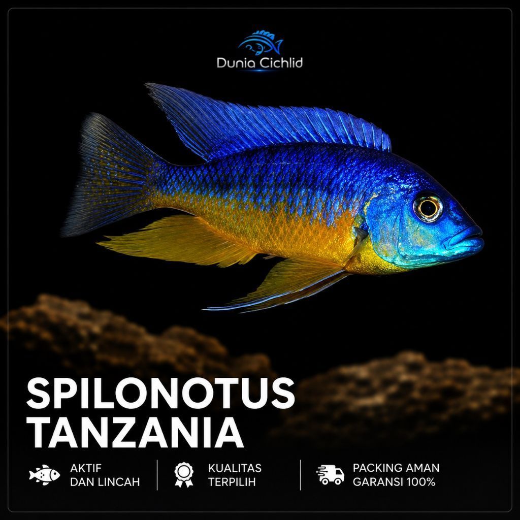 Tanzania Cichlid