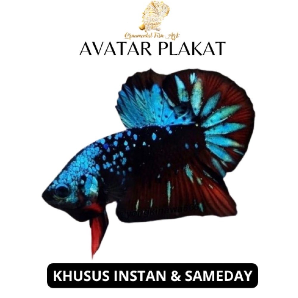 Ikan Cupang Avatar Gordon Pk Size S-M Jantan Random