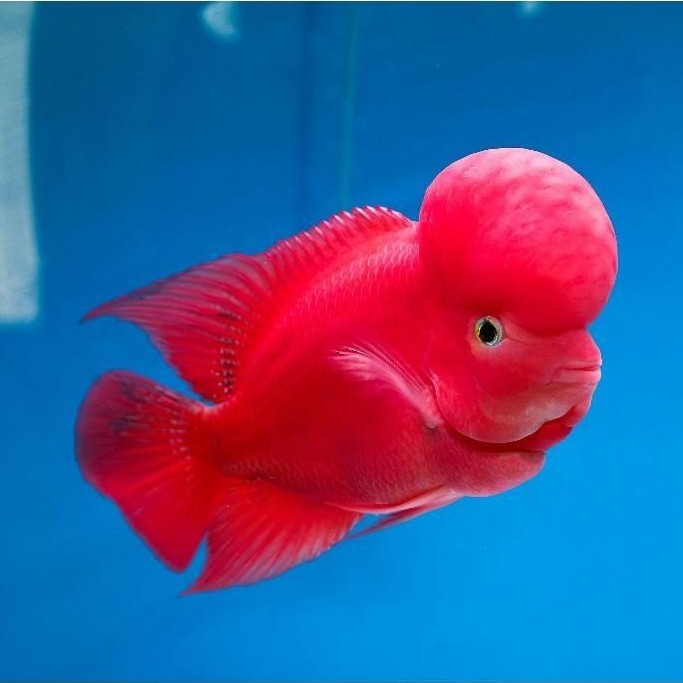 Burayak Louhan SRM Super Red Monkey Thailand, Warna Merah Menawan, Asli Thailand, Kualitas Unggulan