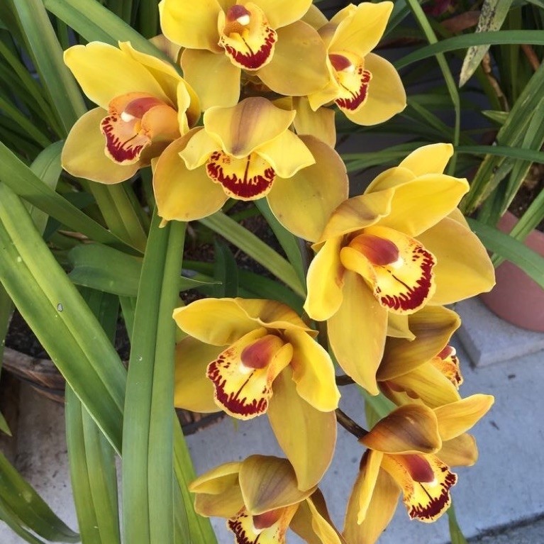 Anggrek Cymbidium Aussie Sunsprite Yellow Premium