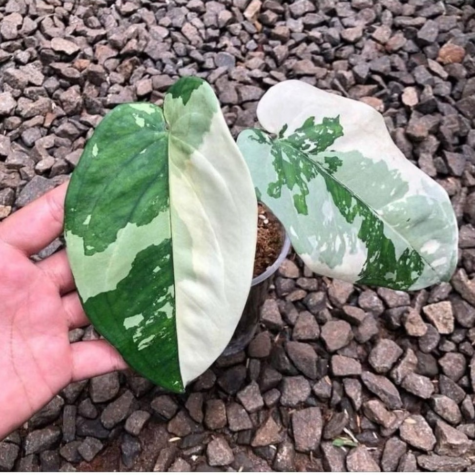 *Promo* Syngonium Chiapense Varigata/Syngonium Chiapense/Syngonium Varigata Daun Pancing