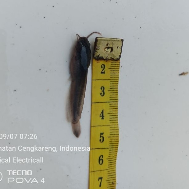 Bibit ikan lele unggulan berkualitas