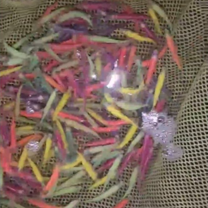 (Seafood) Glofish Tetra berwarna warni Hiasan Aquarium