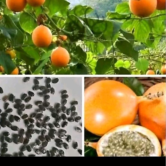 60 benih markisa madu manis