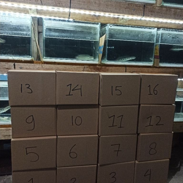 misteri box chana