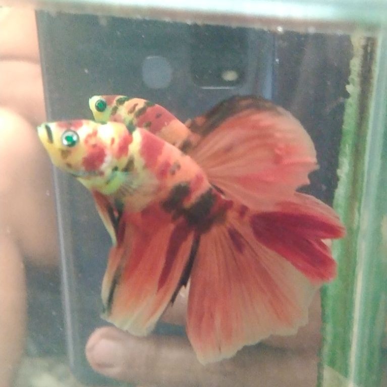 Ikan cupang hias aquarium HM neon multi Size M