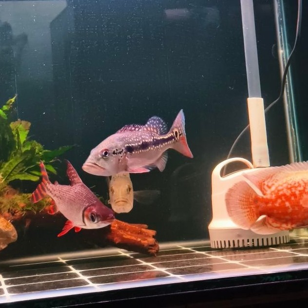 peacock bass fogo
