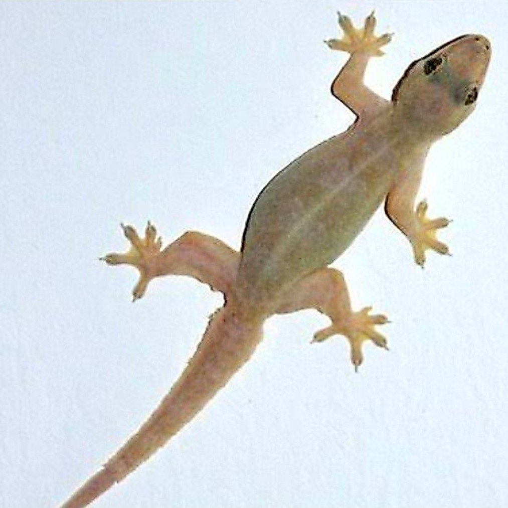 Kadal gecko/cicak hidup ukuran rendom