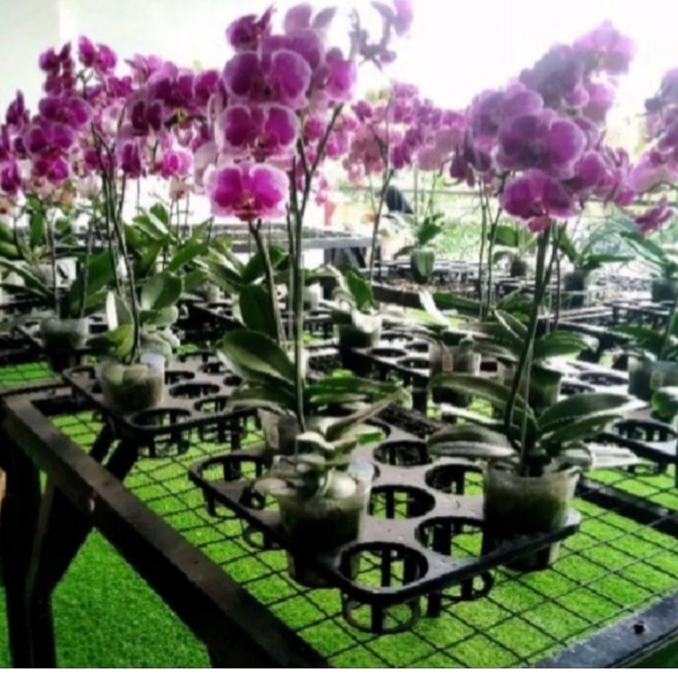 Tray Semai Bibit Anggrek 12 Hole Pot Flexible Seedling Benih KT019
